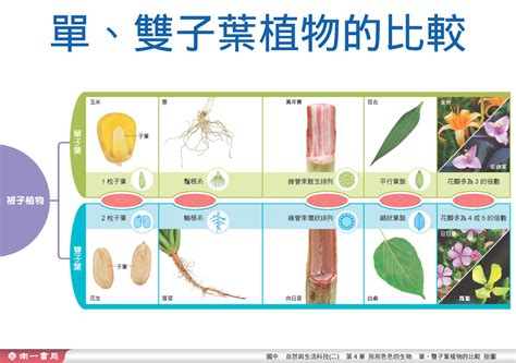 百合是單子葉還是雙子葉|【百合是單子葉還是雙子葉】百合是單子葉還是雙子葉？解密植物。